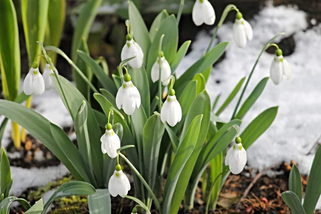 http://www.massapequaobserver.com/wp-content/uploads/2019/03/snowdrop-3148807_1280.jpg