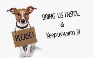spca pets blizzard
