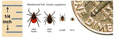 tick