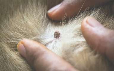 tick in fur