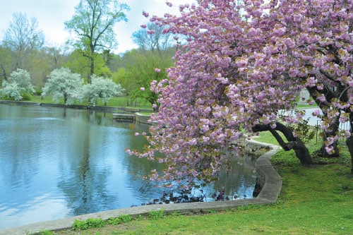 tree