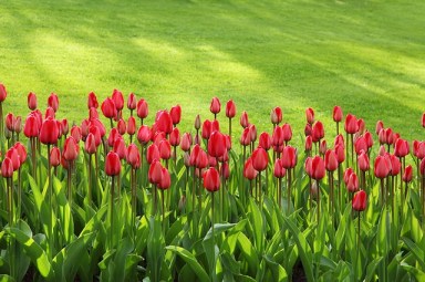 tulips-21620_640