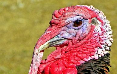 turkey-570935_1280
