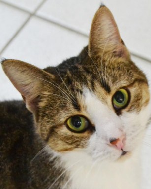 valerie cat