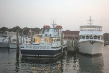 whalewatching12 bykimberlydijkstra 1024x683 1