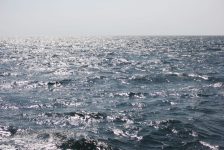 whalewatching3 bykimberlydijkstra 1024x683 1