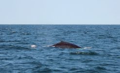 whalewatching4 bykimberlydijkstra 1024x621 1