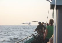 whalewatching7 bykimberlydijkstra 1024x709 1