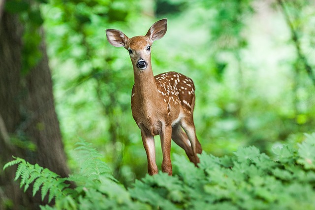 wildlife 1367217 640