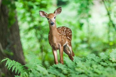 wildlife-1367217_640