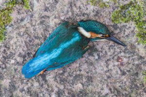 birdcollisions 12424 b 1 500x334 1