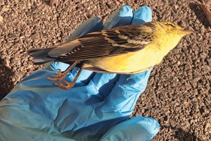 birdcollisions 12424 c