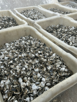 clams and oysters 4 251x334 1