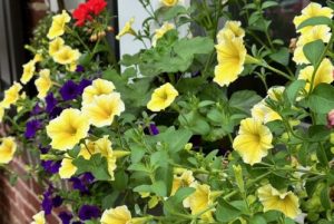 garden club F e1719002562661 498x334 1