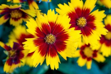 joshua-j-cotten-ts5gzrTea6I-unsplash