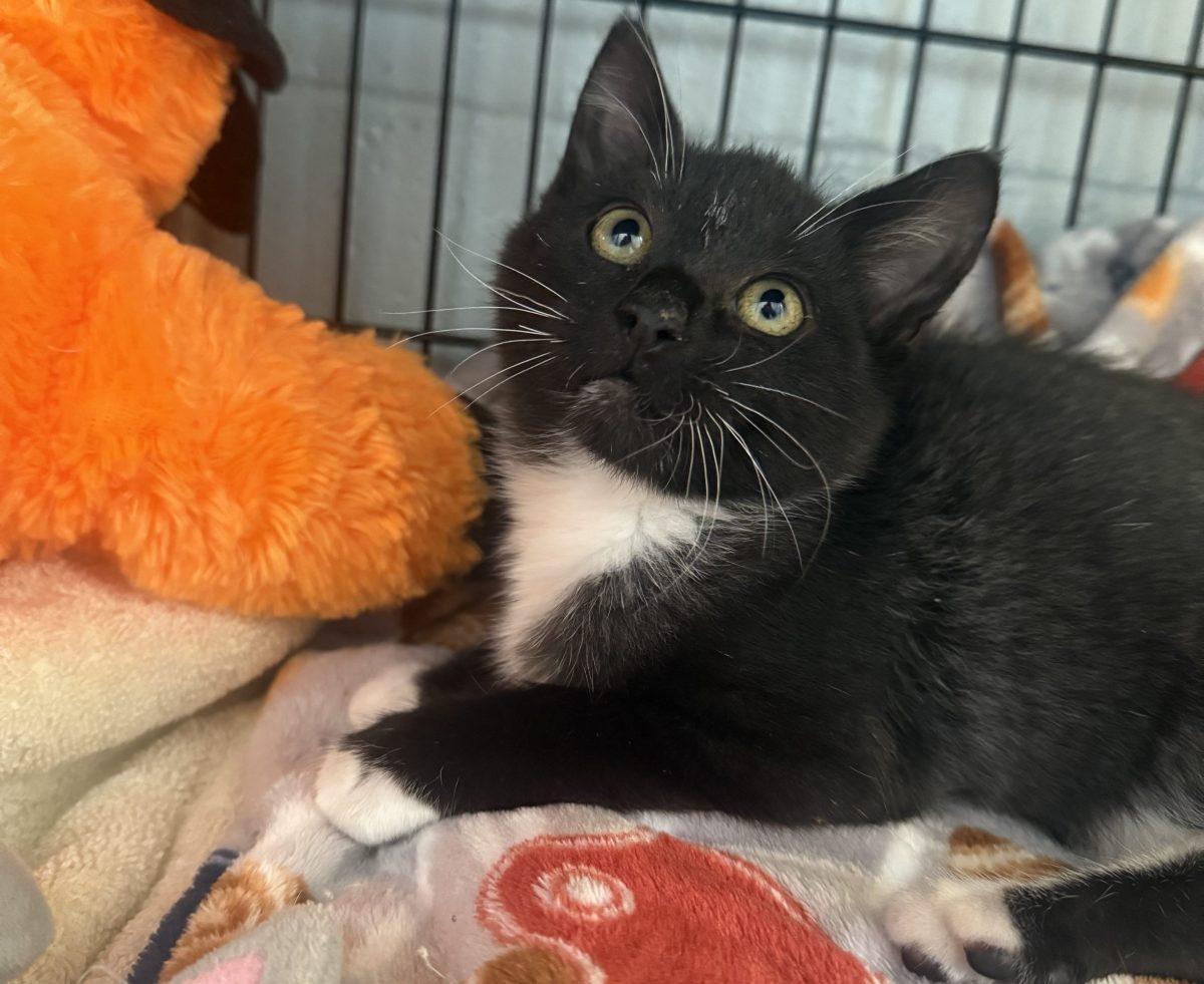 16 cats, dogs that want to go home with you for Adopt a Senior Pet Month