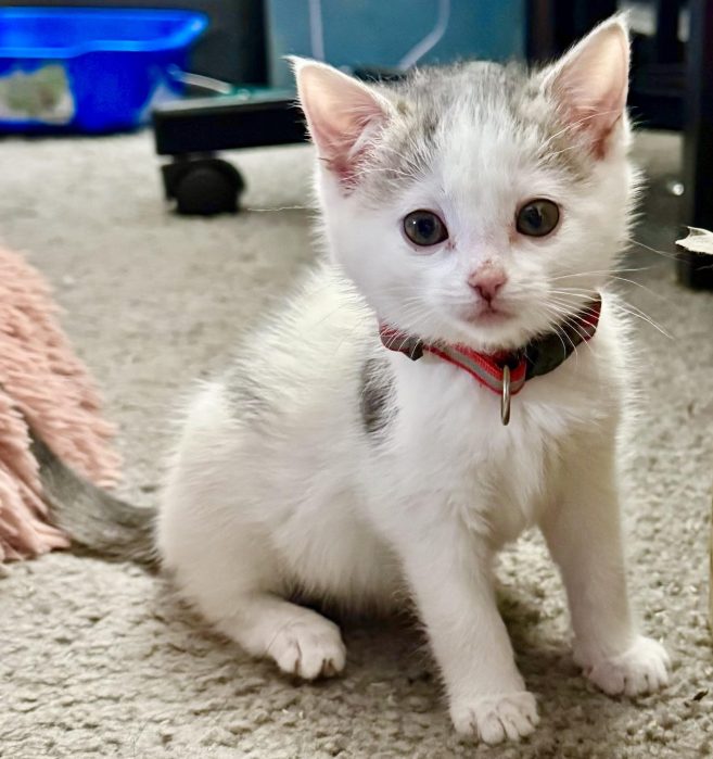 mistletoe e1735332852627