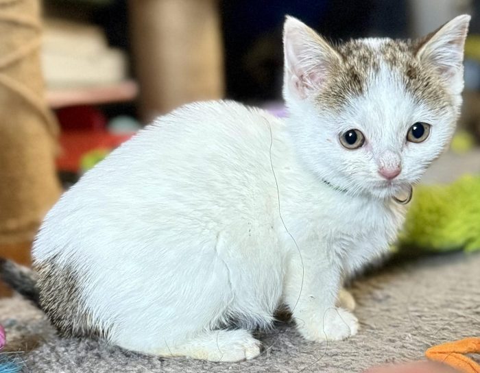 tinsel e1735332765620