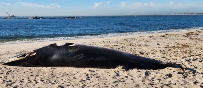 dead whales