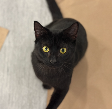 adopt