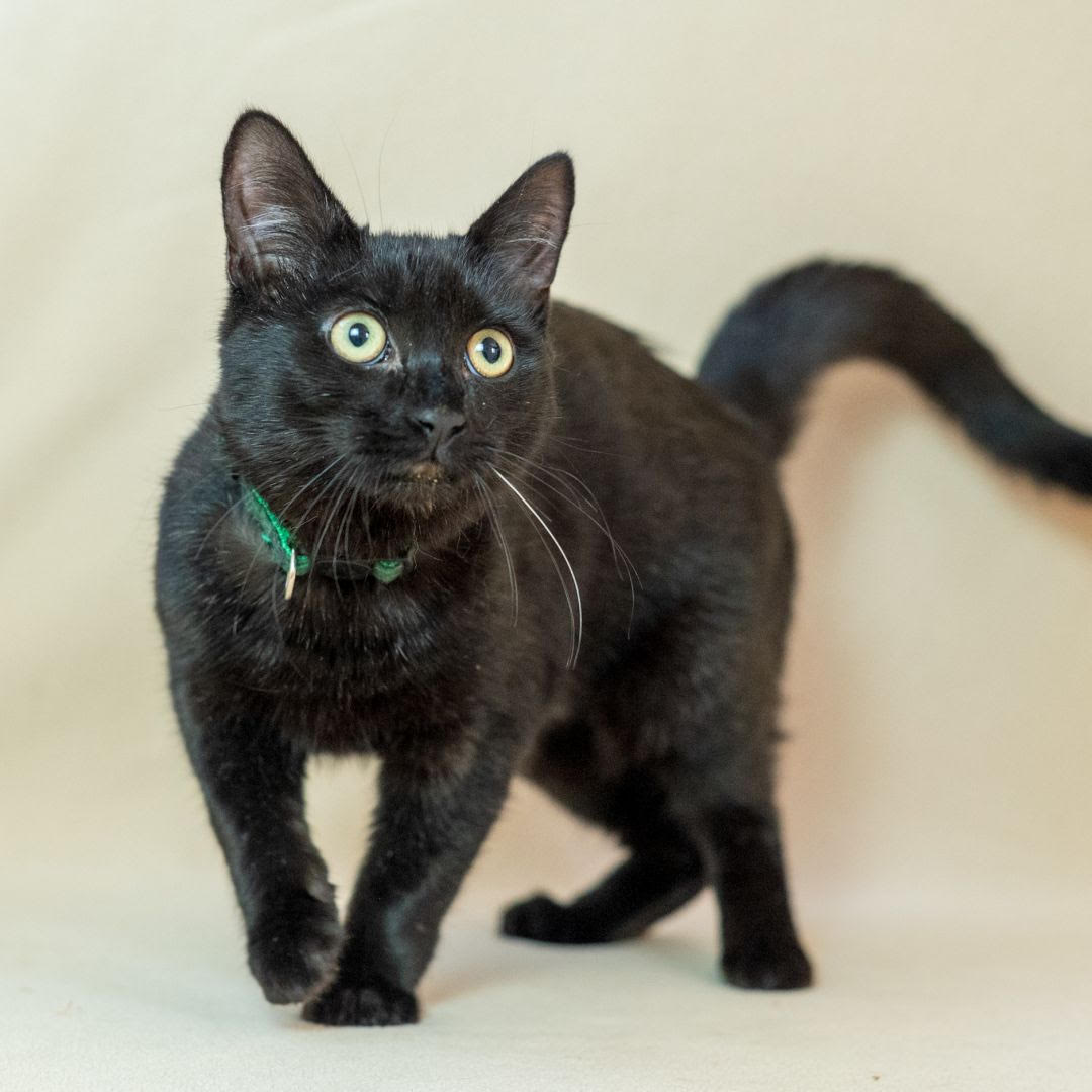 adopt