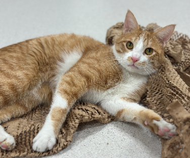 adopt