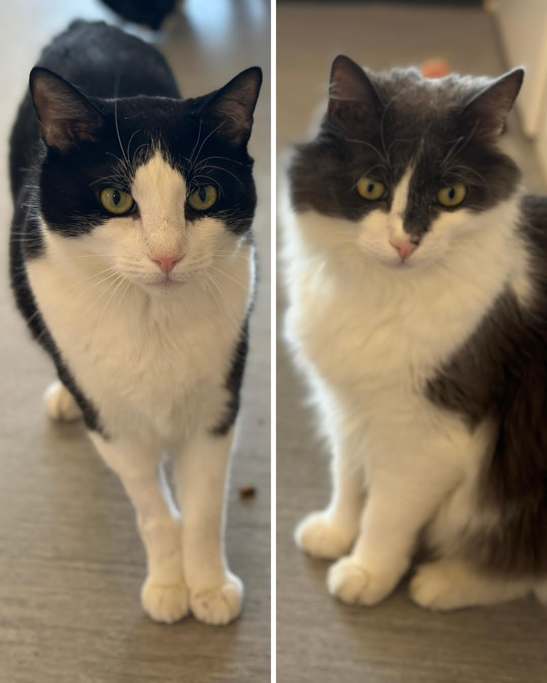 adopt