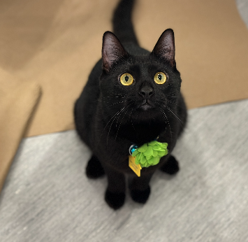 adopt