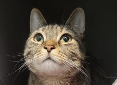 Maya is one of the furry friends who can't wait to be adopted!