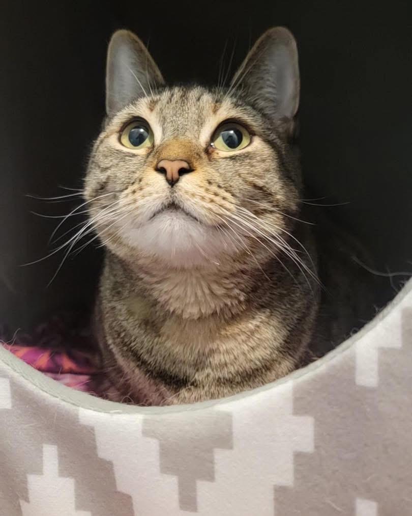 adopt