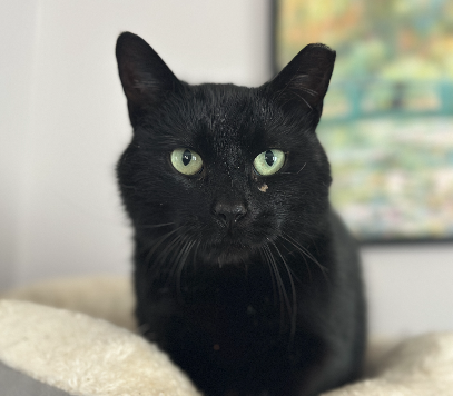 adopt