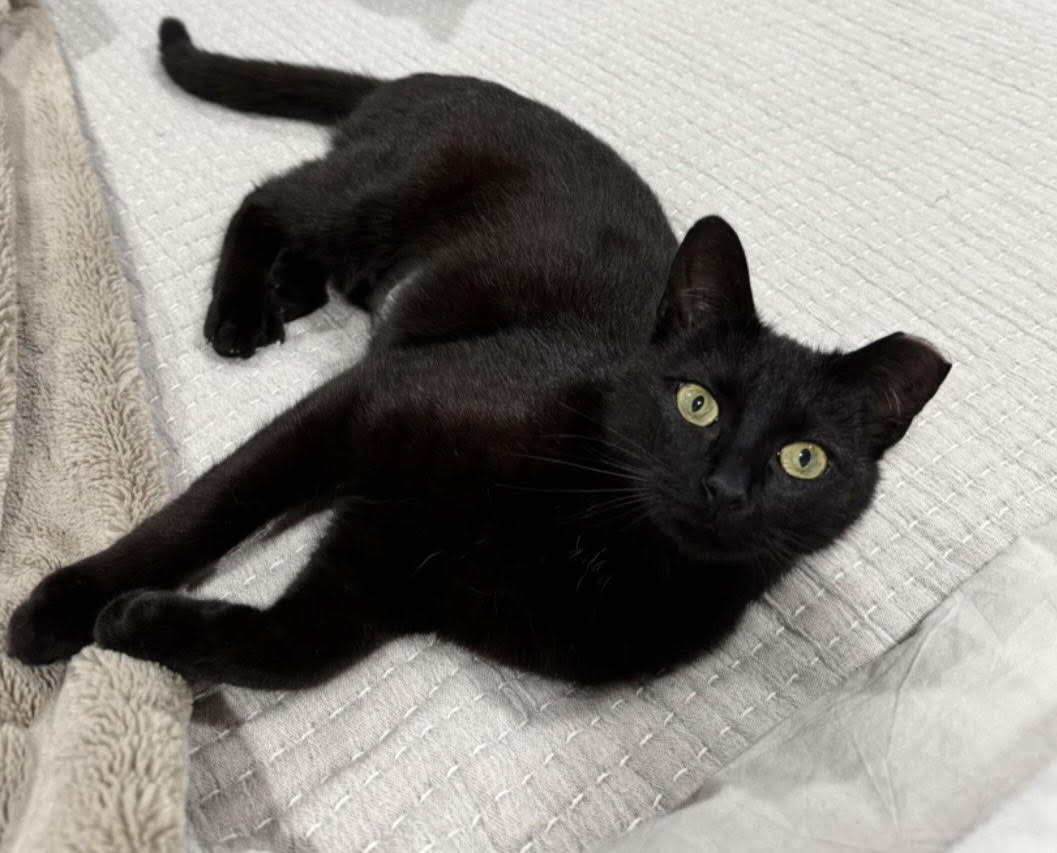 adopt