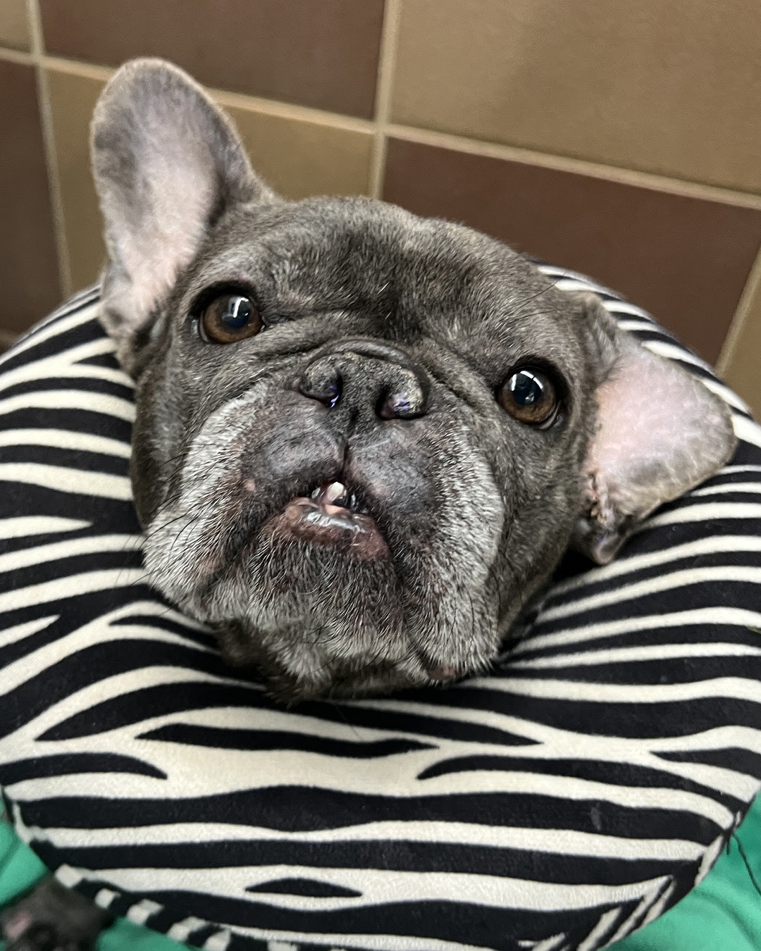 adopt