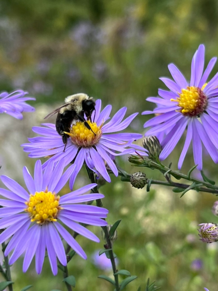 native gardening