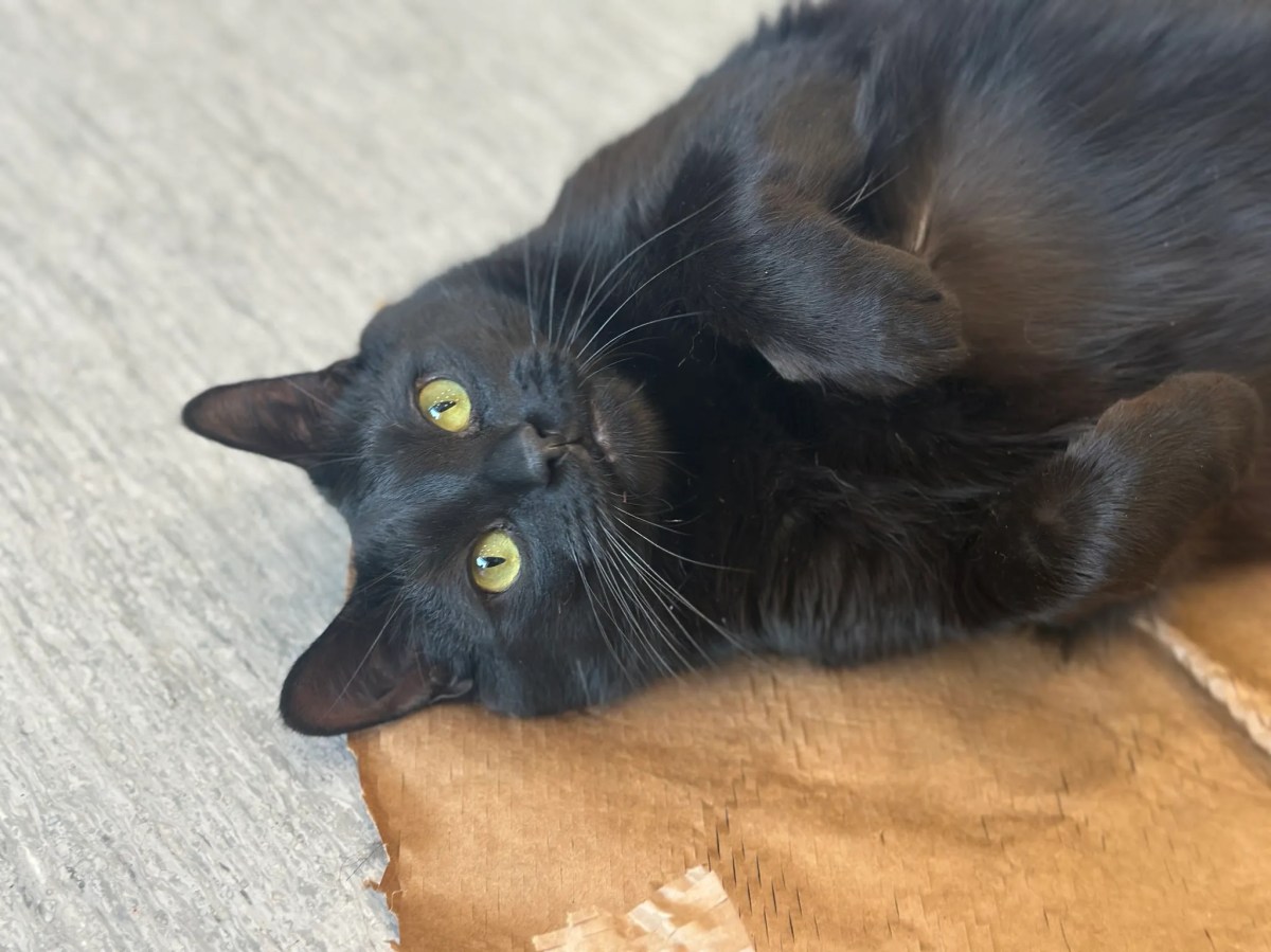 Two-year-old Fella can't wait to be adopted by his forever family!