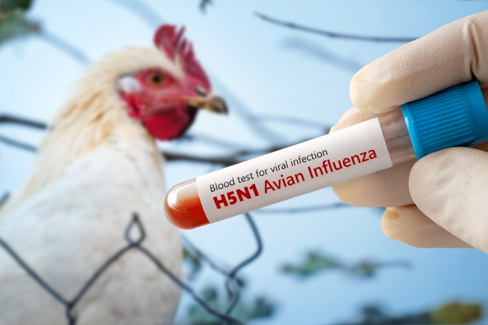Live animal markets and factory farms on Long Island provide the "perfect conditions" for the spread of bird flu, experts say.