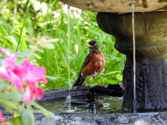 Robin sitting on a fountain in Floral Park's garden.