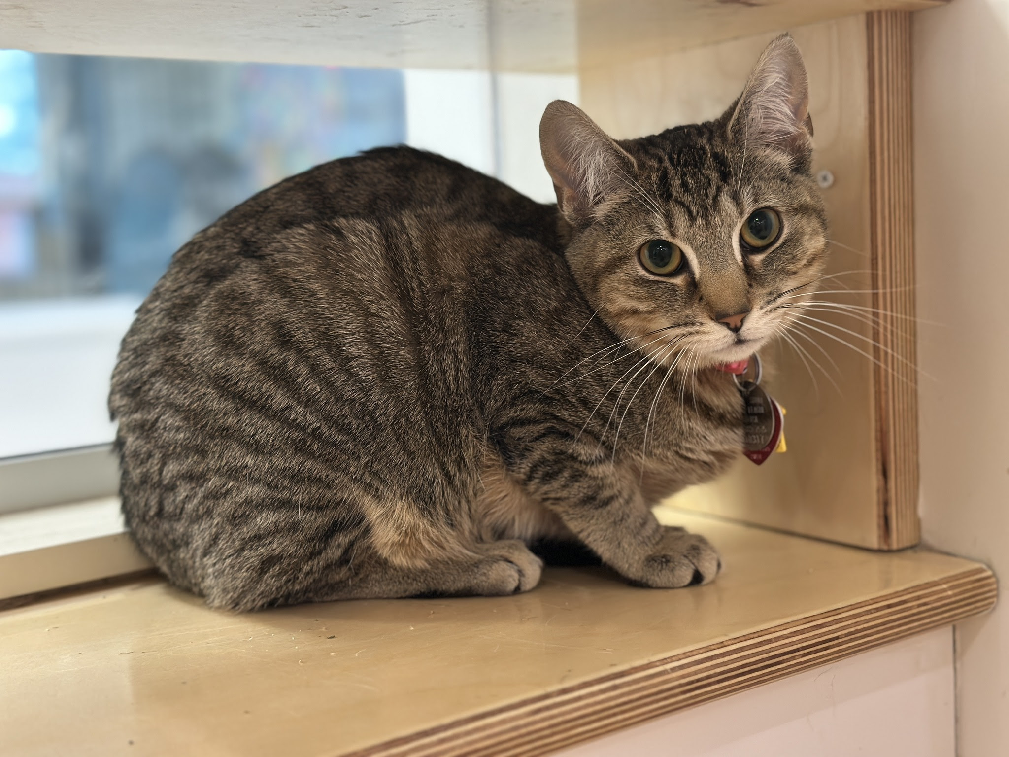 adopt