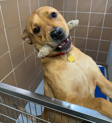 adopt