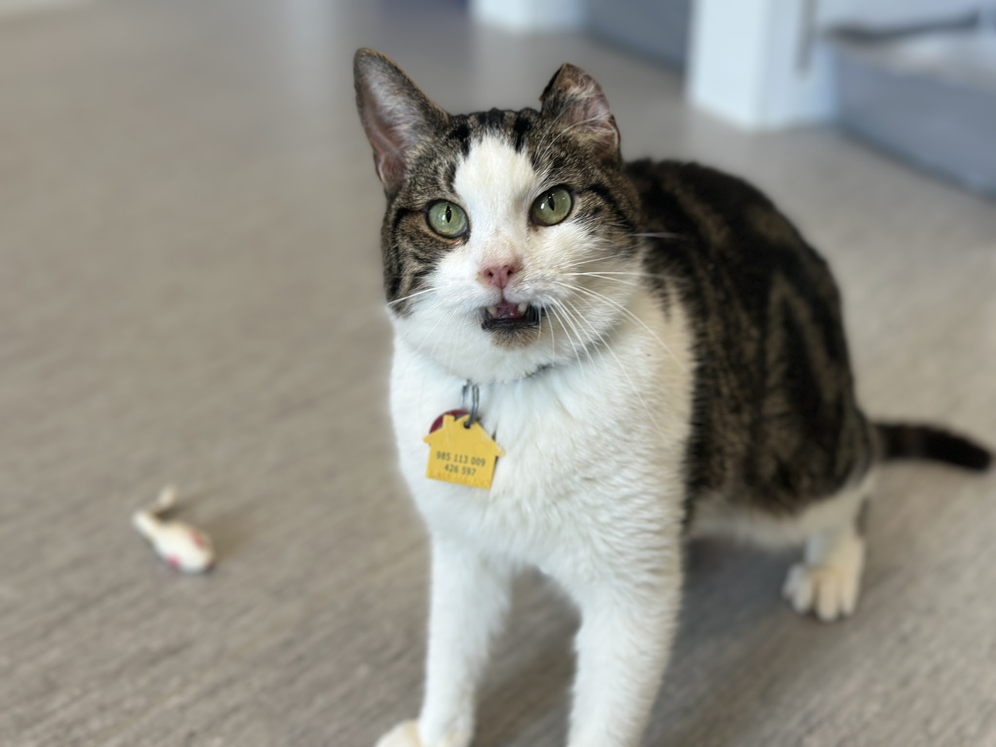 adopt