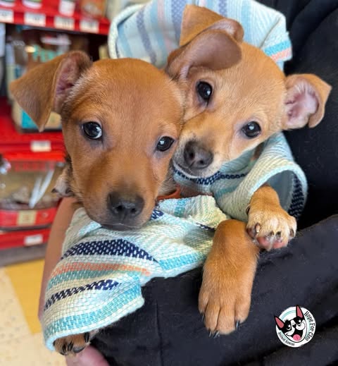 adopt