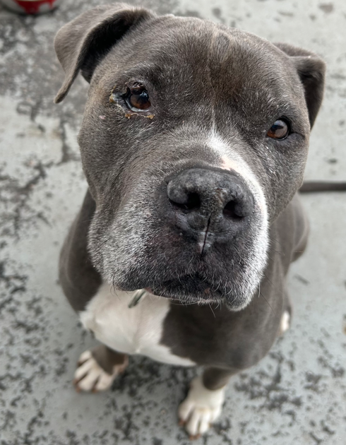 adopt
