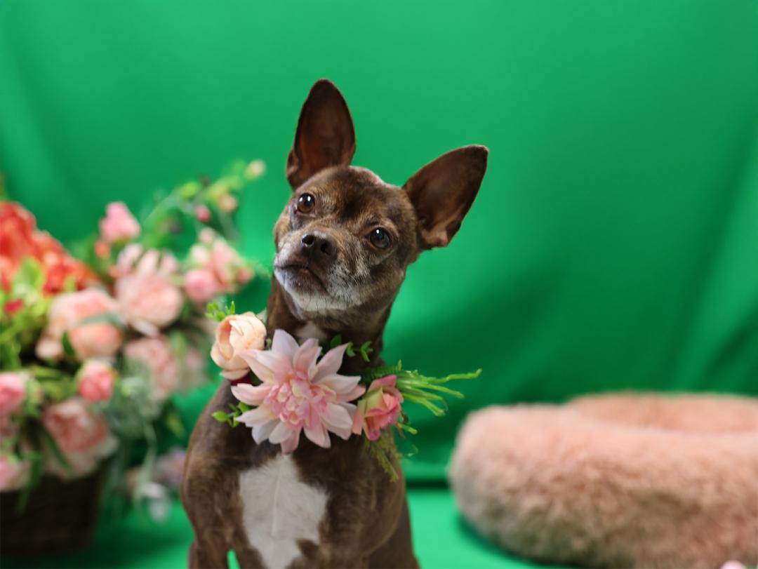 Sugar's greatest wish this National Pets Day is to be adopted!
