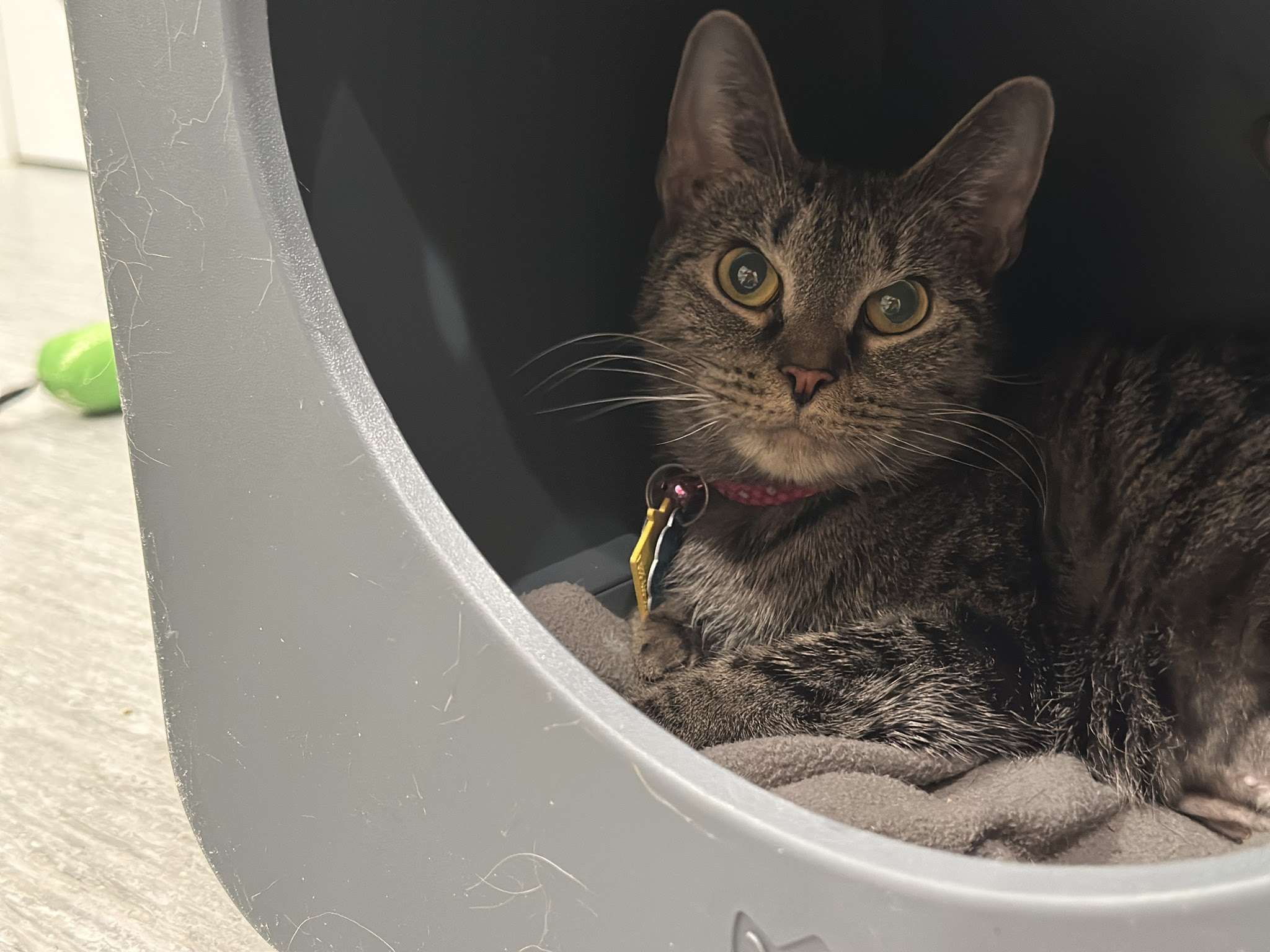 adopt