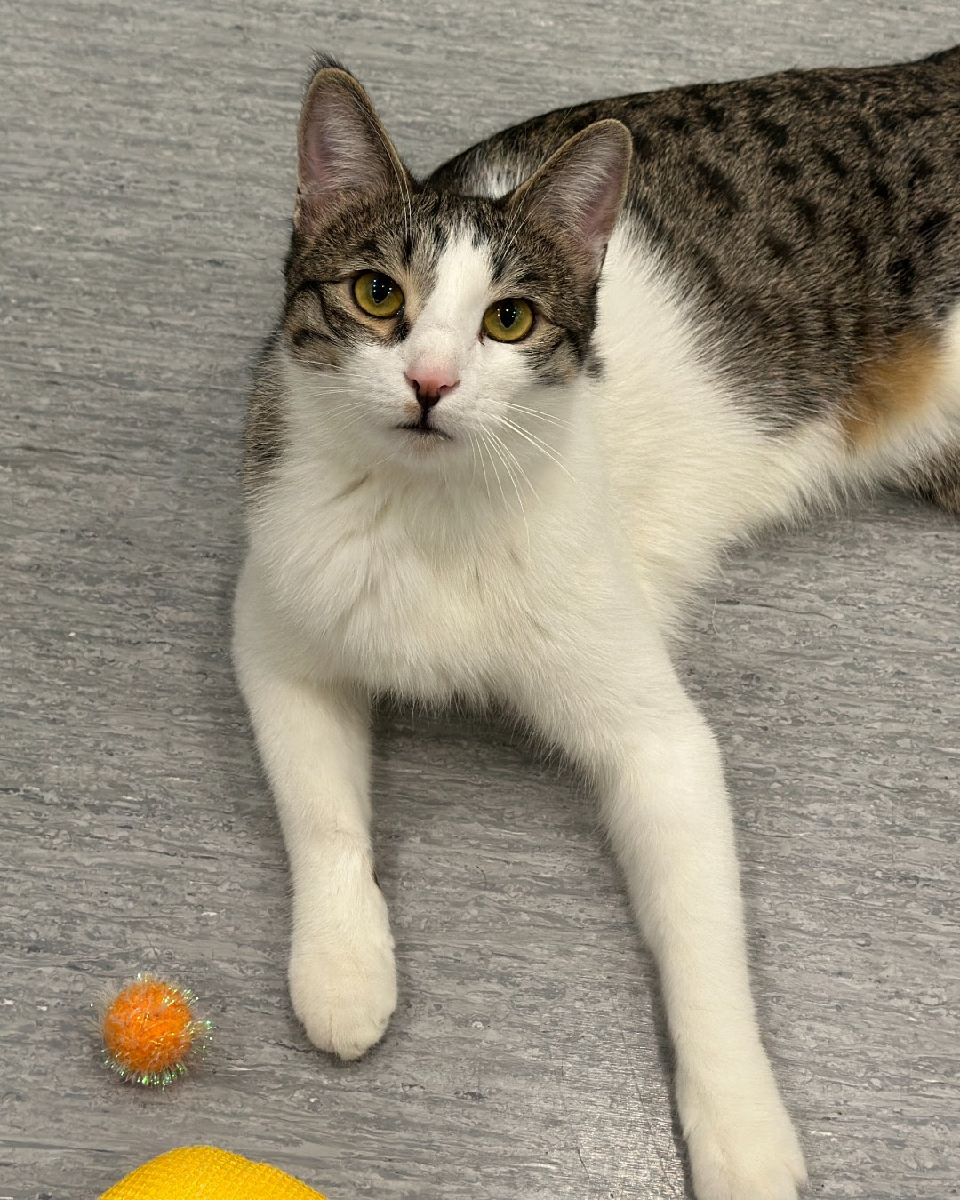 adopt
