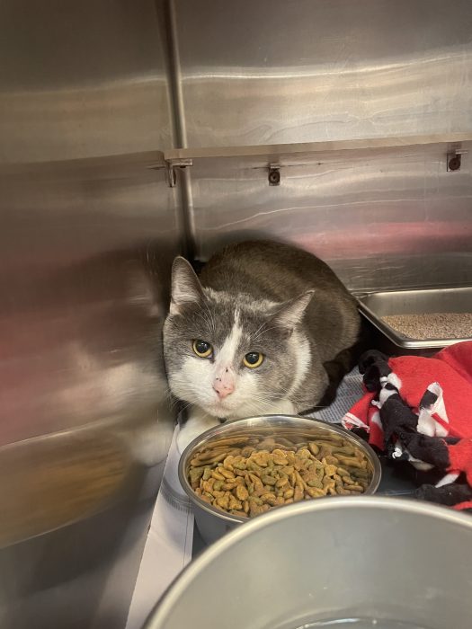 One of the cats rescued from the woods near Exit 31 of the Southern State Parkway that is now being cared for at the Town of Oyster Bay Animal Shelter