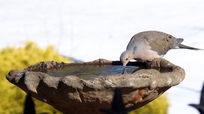 A mourning dove drinks from a bird fountain in Floral Park's Centennial Gardens.
