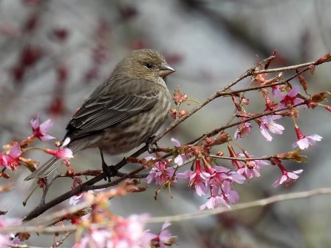 A small bird sits on a branch with pink flowers in Floral Park's Centennial Gardens.