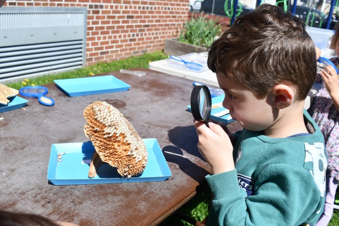 3 hampton st earth celebration examining a beehive