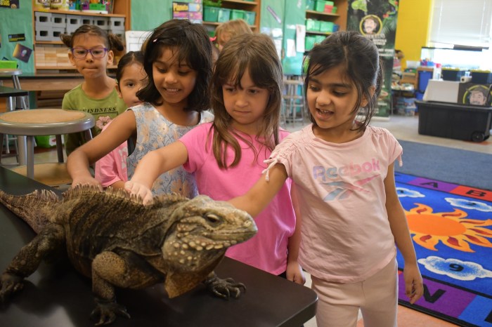 8 Hampton St Earth Celebration iguana